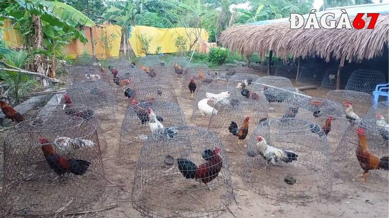 Cách tắm cho gà chọi rất quan trọng đến sức khỏe